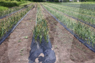 Agriculture In Canada
