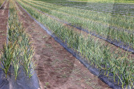 Agriculture In Canada