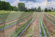 Agriculture In Canada