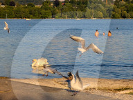 People Enjoy Summer By The Lake