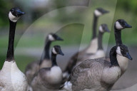 Edmonton Parks Host Growing Canada Goose Goslings