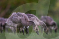 Edmonton Parks Host Growing Canada Goose Goslings