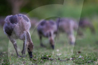 Edmonton Parks Host Growing Canada Goose Goslings