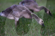 Edmonton Parks Host Growing Canada Goose Goslings