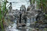 Edmonton Parks Host Growing Canada Goose Goslings