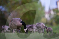 Edmonton Parks Host Growing Canada Goose Goslings