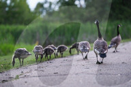 Edmonton Parks Host Growing Canada Goose Goslings