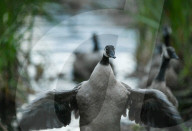 Edmonton Parks Host Growing Canada Goose Goslings
