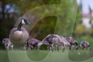 Edmonton Parks Host Growing Canada Goose Goslings