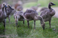 Edmonton Parks Host Growing Canada Goose Goslings