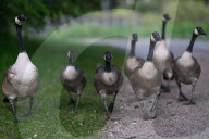 Edmonton Parks Host Growing Canada Goose Goslings
