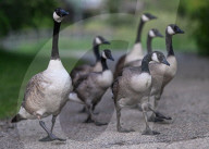 Edmonton Parks Host Growing Canada Goose Goslings