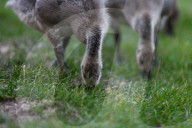 Edmonton Parks Host Growing Canada Goose Goslings