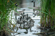 Edmonton Parks Host Growing Canada Goose Goslings