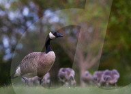 Edmonton Parks Host Growing Canada Goose Goslings