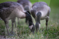 Edmonton Parks Host Growing Canada Goose Goslings