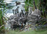 Edmonton Parks Host Growing Canada Goose Goslings
