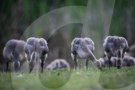 Edmonton Parks Host Growing Canada Goose Goslings