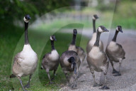Edmonton Parks Host Growing Canada Goose Goslings