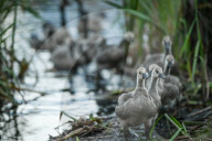 Edmonton Parks Host Growing Canada Goose Goslings