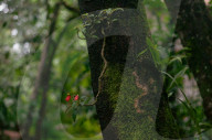 Meet Kerala's 'rainforest gardeners' creating a Noah's ark for endangered plants.