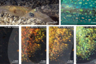 Squid-inspired camouflage for soldiers