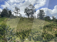 Colombian Coffee Production