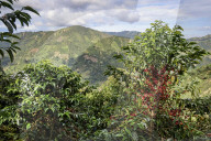 Colombian Coffee Production