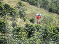 Colombian Coffee Production