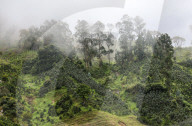 Colombian Coffee Production