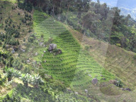 Colombian Coffee Production