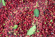 Colombian Coffee Production