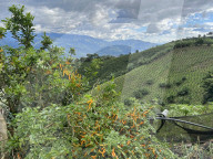 Colombian Coffee Production