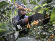 Colombian Coffee Production