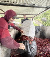 Colombian Coffee Production