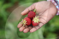 Strawberry Season In Canada