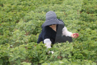 Strawberry Season In Canada