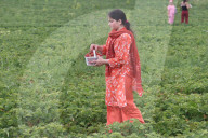 Strawberry Season In Canada