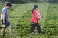 Strawberry Season In Canada