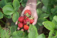Strawberry Season In Canada