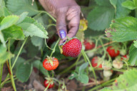 Strawberry Season In Canada