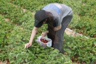 Strawberry Season In Canada