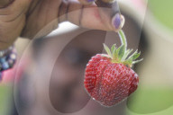 Strawberry Season In Canada