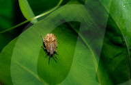 Brown Marmorated Stink Bug Nymph - Halyomorpha Halys - Agricultural Pest - Animal India