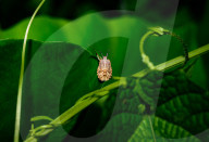 Brown Marmorated Stink Bug Nymph - Halyomorpha Halys - Agricultural Pest - Animal India