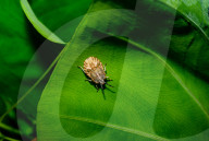 Brown Marmorated Stink Bug Nymph - Halyomorpha Halys - Agricultural Pest - Animal India
