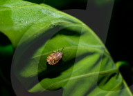 Brown Marmorated Stink Bug Nymph - Halyomorpha Halys - Agricultural Pest - Animal India