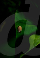 Brown Marmorated Stink Bug Nymph - Halyomorpha Halys - Agricultural Pest - Animal India
