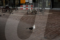Daily Life In The Hague