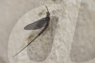 Brushlegged Mayfly